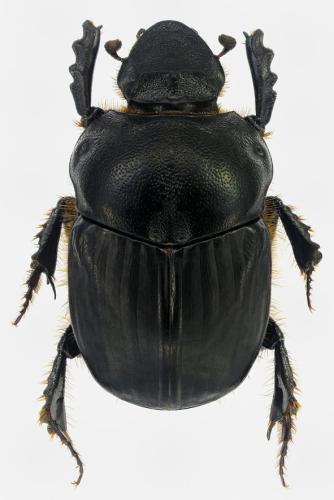 Réf. 299 094 : Bubas bison